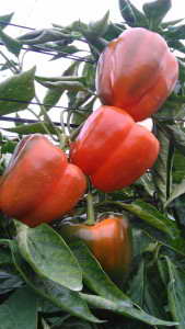 Paprika anbauen im Gewächshaus