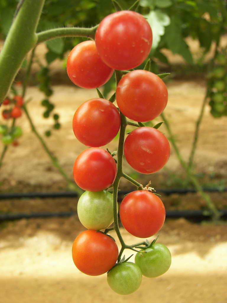 Tomaten anbauen im Gewächshaus