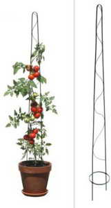 Tomatentum für die Arbeit im Gewächshaus